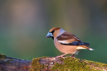 Close up of Hawfinch ,,Coccothraustes coccothraustes,, in Danube forest, Slovakia, Europe