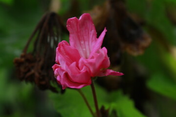 Beautiful heart shape pink color flower blooming in the summer season at eastern Nepal