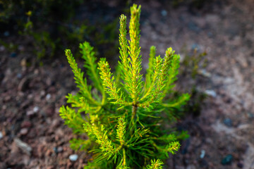 fresh pine green