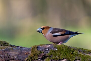Close up of Hawfinch ,,Coccothraustes coccothraustes,, in Danube forest, Slovakia, Europe
