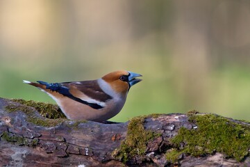 Close up of Hawfinch ,,Coccothraustes coccothraustes,, in Danube forest, Slovakia, Europe