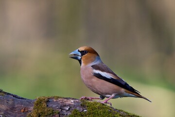 Close up of Hawfinch ,,Coccothraustes coccothraustes,, in Danube forest, Slovakia, Europe