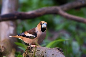 Close up of Hawfinch ,,Coccothraustes coccothraustes,, in Danube forest, Slovakia, Europe