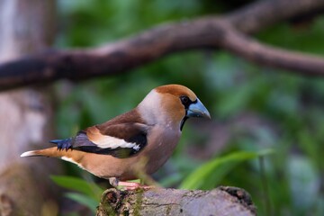 Close up of Hawfinch ,,Coccothraustes coccothraustes,, in Danube forest, Slovakia, Europe