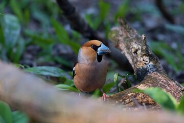 Close up of Hawfinch ,,Coccothraustes coccothraustes,, in Danube forest, Slovakia, Europe
