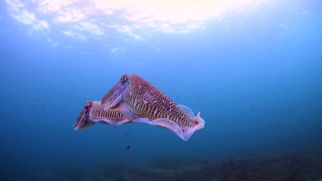 cuttle fish mating 