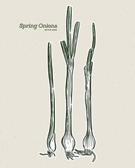 spring onion, hand draw sketch vector