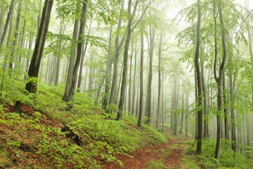Fototapeta na wymiar Beech trees in spring forest in foggy, rainy weather