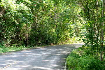 Curved path of asphalt road. Both sides of the path are filled with green forest. Both sides of the path are filled with green forest.