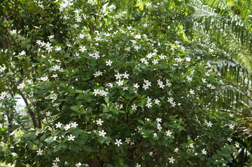 green leaves background