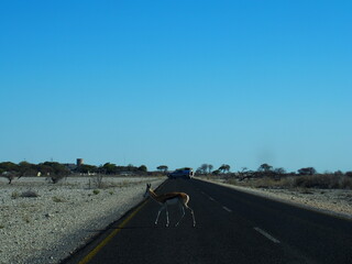 Animals crossing the road, Etosha National Park, Namibia