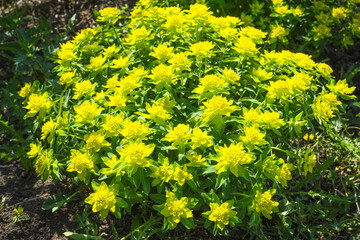 Blooming Euphorbia in the garden. Selective focus.
