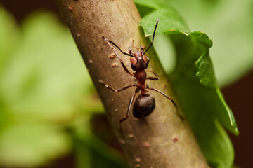 Red wood ant´s in natural environment, Danube forest , Slovakia, Europe