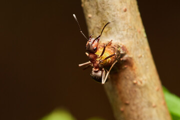 Red wood ant´s in natural environment, Danube forest , Slovakia, Europe