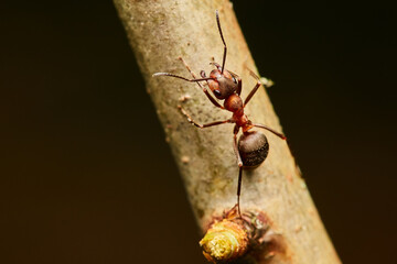 Red wood ant´s in natural environment, Danube forest , Slovakia, Europe