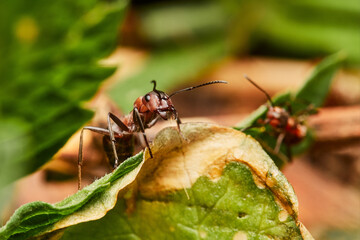 Red wood ant´s in natural environment, Danube forest , Slovakia, Europe