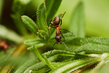Red wood ant´s in natural environment, Danube forest , Slovakia, Europe