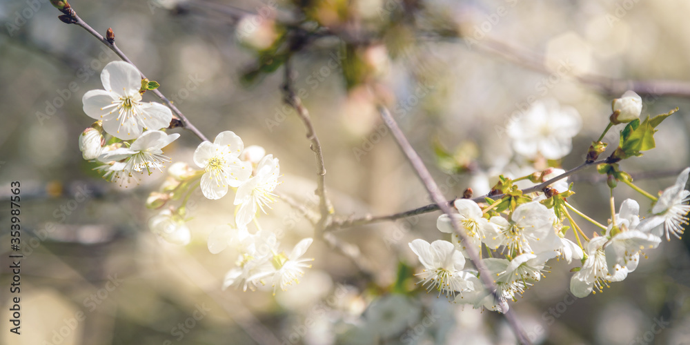 Wall mural white cherry tree blooming flowers on brown branch under bright spring morning sunlight extreme close view