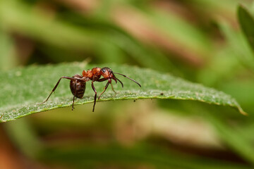 Red wood ant´s in natural environment, Danube forest , Slovakia, Europe