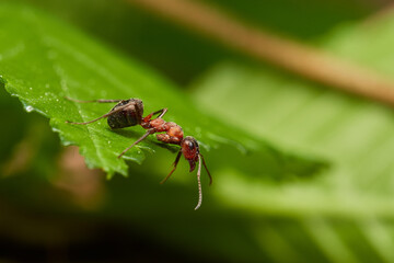 Red wood ant´s in natural environment, Danube forest , Slovakia, Europe