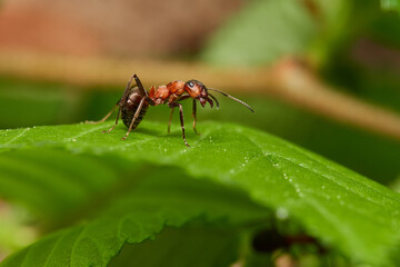 Red wood ant´s in natural environment, Danube forest , Slovakia, Europe