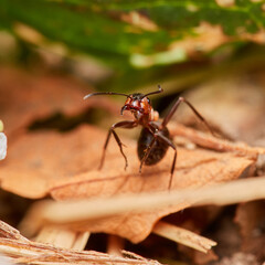 Red wood ant´s in natural environment, Danube forest , Slovakia, Europe