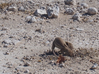 A squirrel on the side of the road, Etosha National Park, Namibia