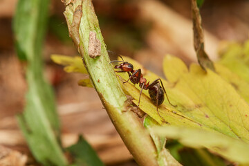 Red wood ant´s in natural environment, Danube forest , Slovakia, Europe