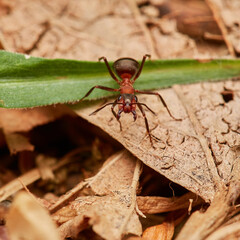 Red wood ant´s in natural environment, Danube forest , Slovakia, Europe