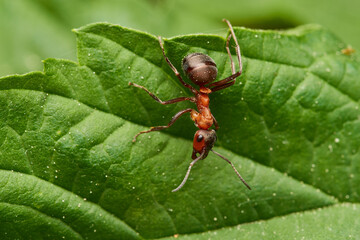 Red wood ant´s in natural environment, Danube forest , Slovakia, Europe