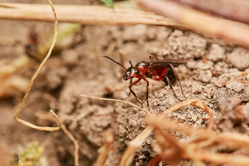 Red wood ant´s in natural environment, Danube forest , Slovakia, Europe