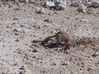 A squirrel on the side of the road, Etosha National Park, Namibia