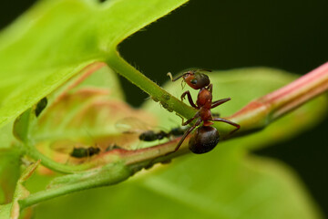 Red wood ant´s in natural environment, Danube forest , Slovakia, Europe
