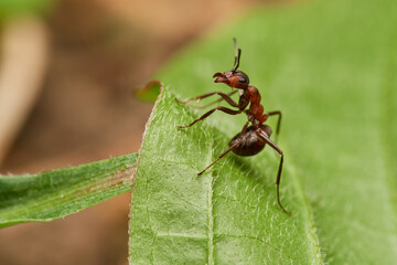 Red wood ant´s in natural environment, Danube forest , Slovakia, Europe