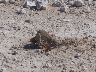 A squirrel on the side of the road, Etosha National Park, Namibia