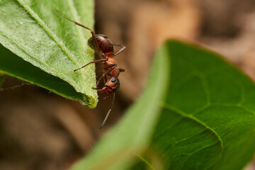 Red wood ant´s in natural environment, Danube forest , Slovakia, Europe