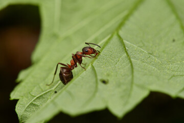 Red wood ant´s in natural environment, Danube forest , Slovakia, Europe