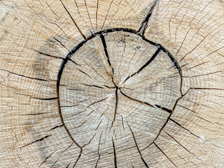 cross section of tree trunk, distinctive texture and space for text or graphics