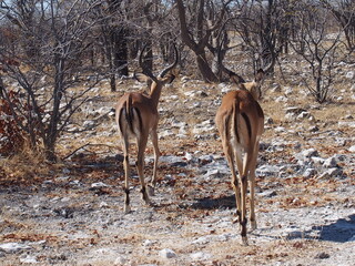 Aepyceros melampus (Impala) in the wild, Etosha National Park, Namibia