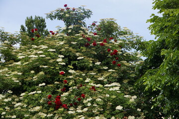 Roter Rosenbusch in einem Busch mit weissen Blüten 