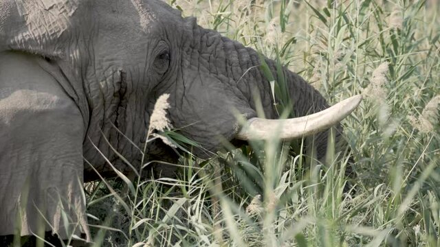 Elefant friss Gras und Str&auml;ucher in der afrikanischen Savanne in Namibia