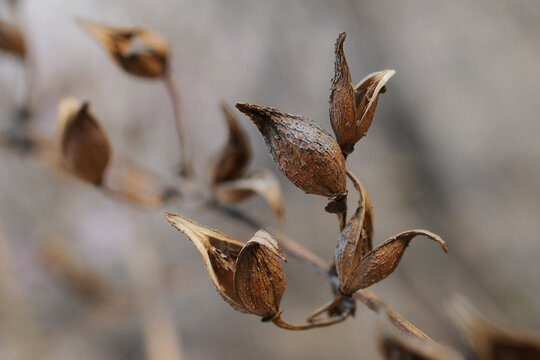 Spring pattern. Close-up of seed pods hanging from a tree in the garden.