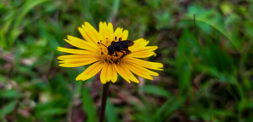 bee in the flower
bee in the yellow flower