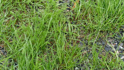 green young spring grass is coming up through the stones
