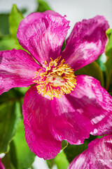 Paeonia daurica with green leaves