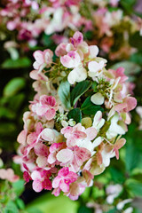 hydrangea flowers in the garden