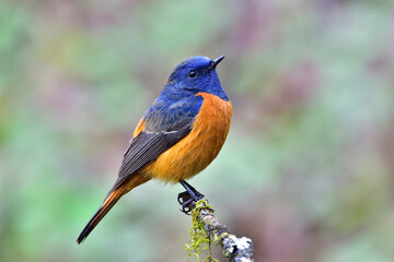 Blue-fronted Redstart