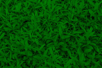 Background texture of green bushes.