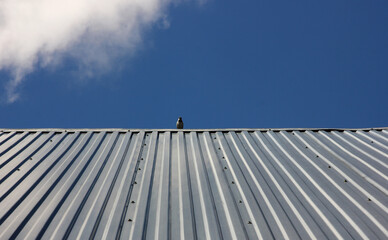 abstract with smooth roof lines against the blue sky