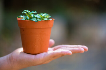 Holding a small plant pot in hand to prepare the trees for garden decorating.